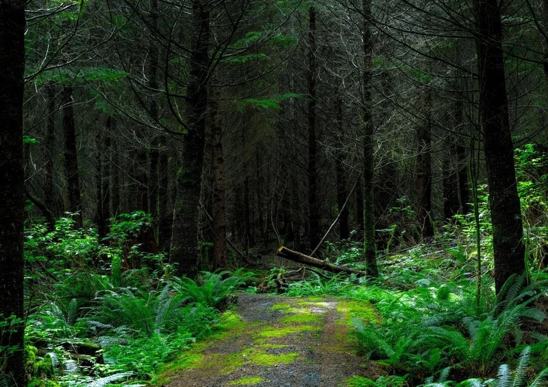 28809 Natur - Wald-Wanderweg Puzzle