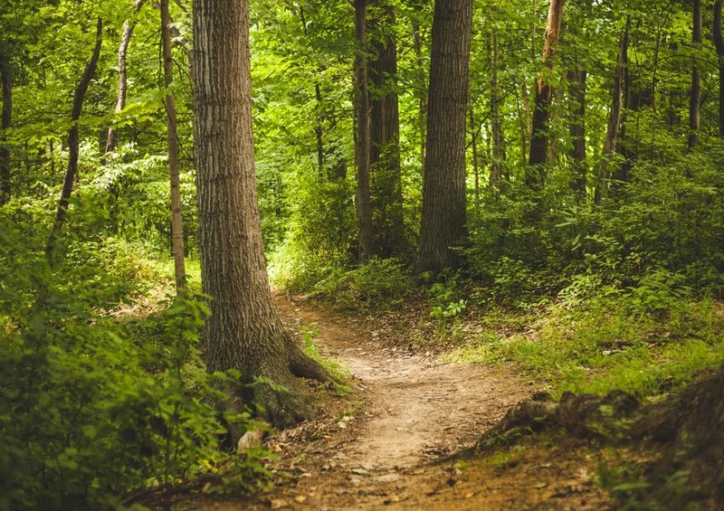28804 Natur - Wald-Wanderweg Puzzle