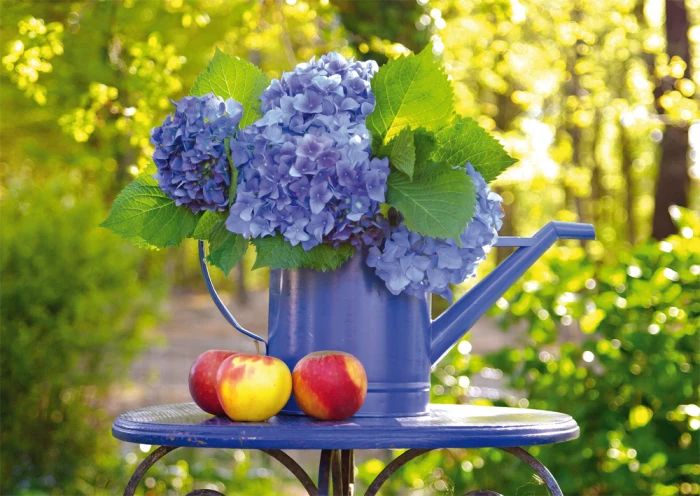 Watering Can with Hortensia