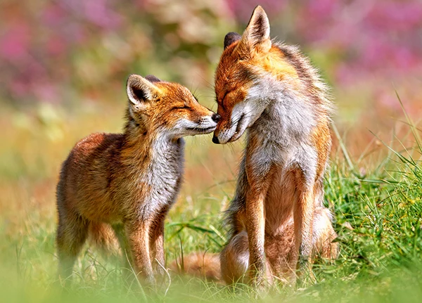 Little Fox and His Mum