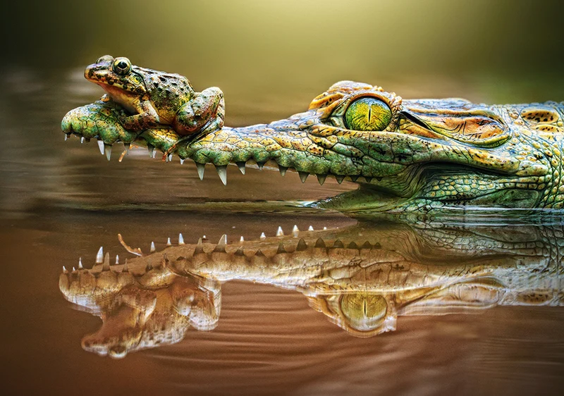 The Daredevil Frog