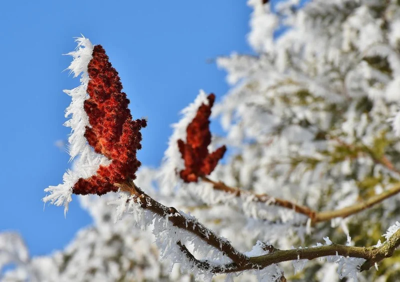 27143 Natur - Frost Puzzle