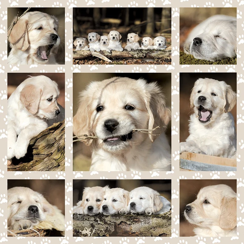 Dog Kids