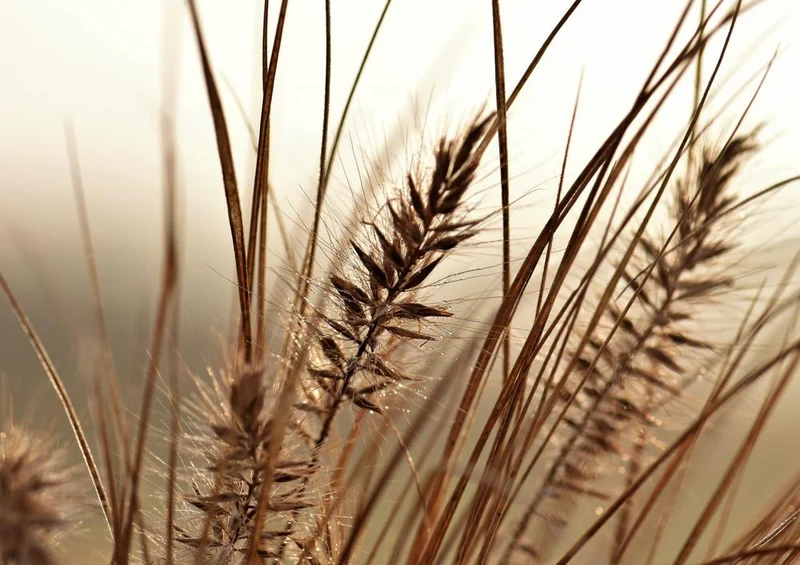 27173 Natur - Gras Puzzle