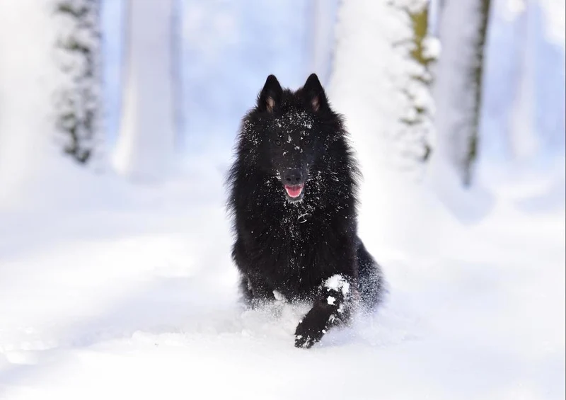 28199 Natur - Belgischer schäferhund Puzzle