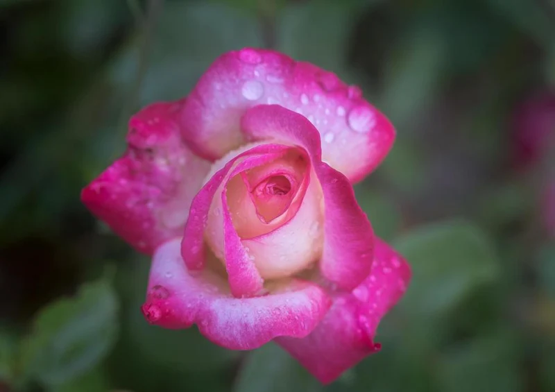 27098 Natur - Rose Puzzle