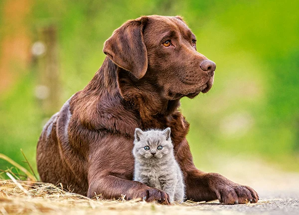 Big and Little