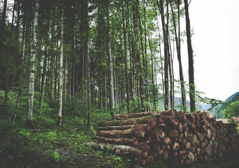 28799 Natur - Baumstämme Puzzle