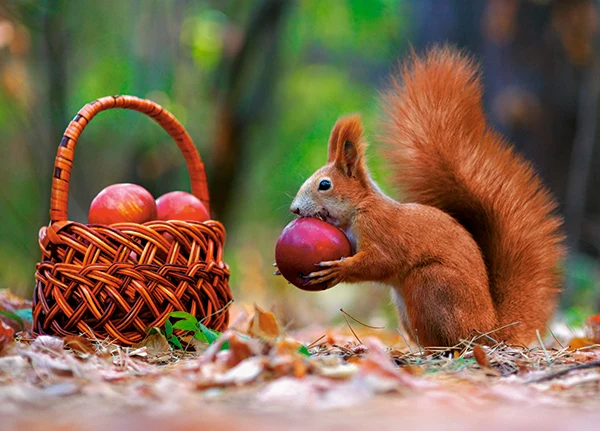 Squirrel's Supplies