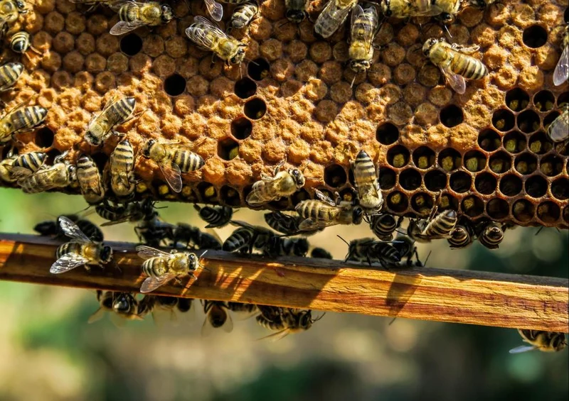 18987 Tierwelt - Bienen Puzzle