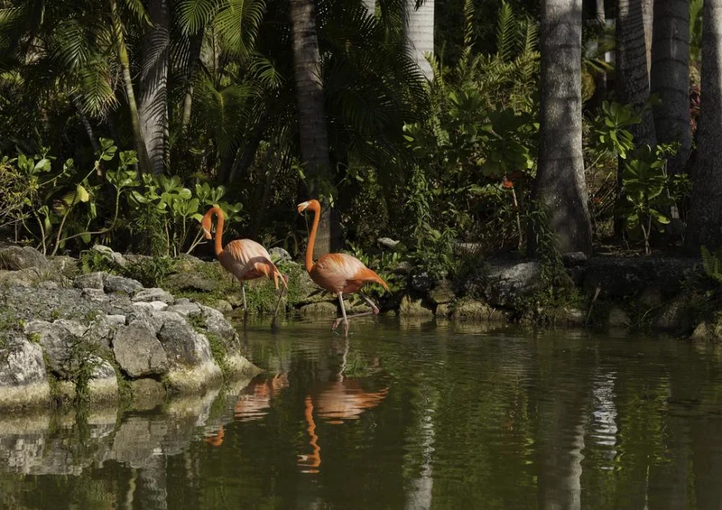18982 Tierwelt - Flamingos Puzzle