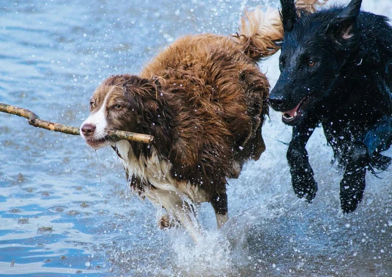 29478 Tierwelt - Hunde Puzzle