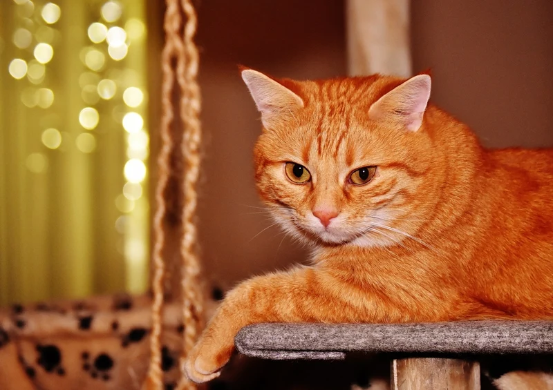 35856 Tierwelt - Katze Puzzle