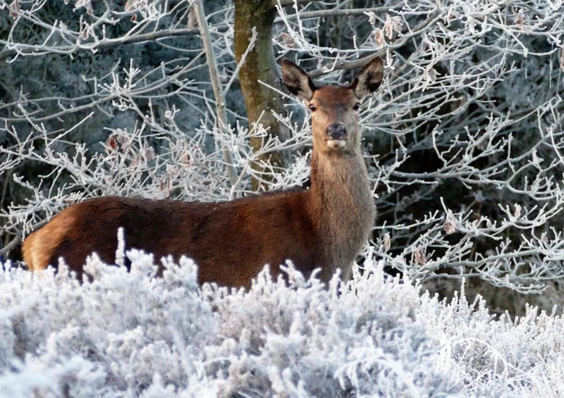 29468 Tierwelt - Reh im Schnee Puzzle