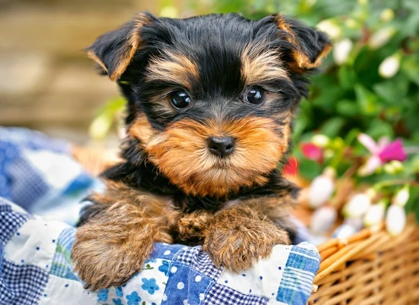 Puppy on a Picnic, Greg Cuddiford