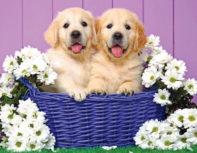 Puppy Basket