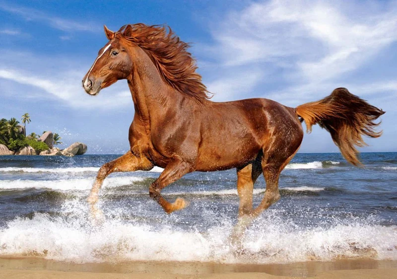 Horse on the Beach