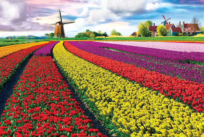 Tulip Fields, Netherlands