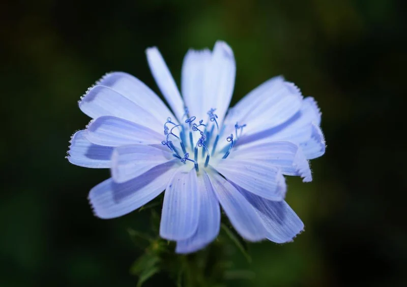 26838 Natur - Blüte Puzzle