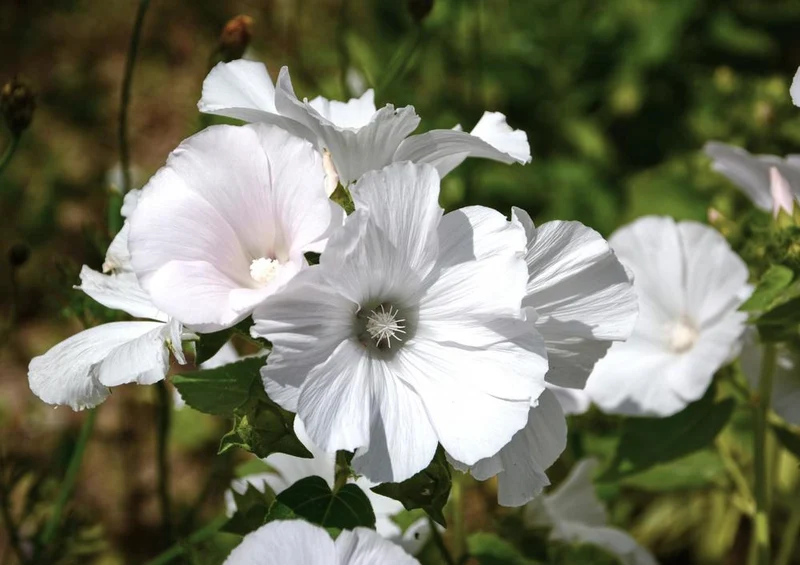 28514 Natur - Blüte Puzzle
