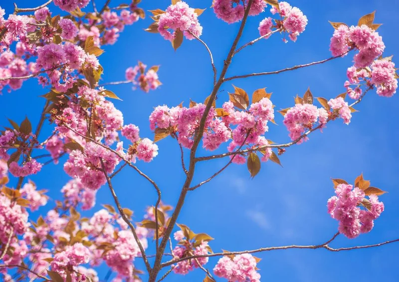 27138 Natur - Kirsch-Blüte Puzzle