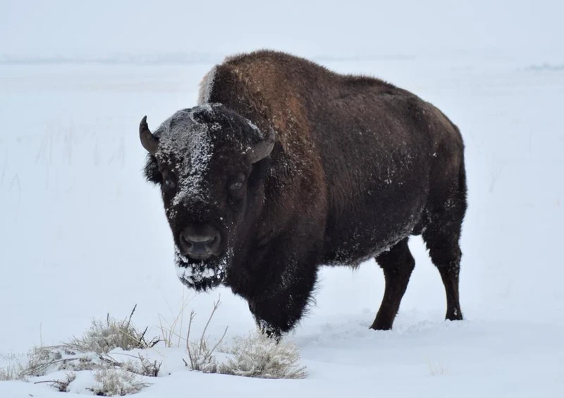 26883 Tierwelt - Bison Puzzle
