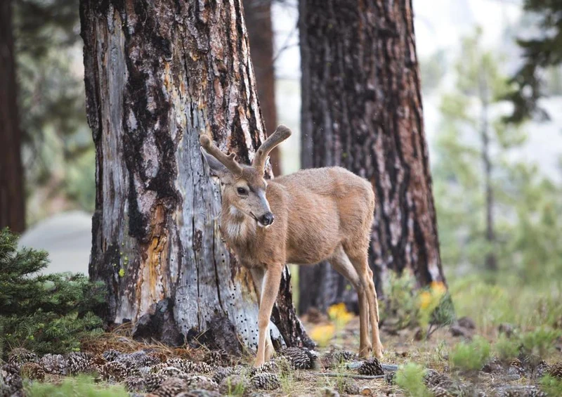 27008 Tierwelt - Rehe im Wald Puzzle