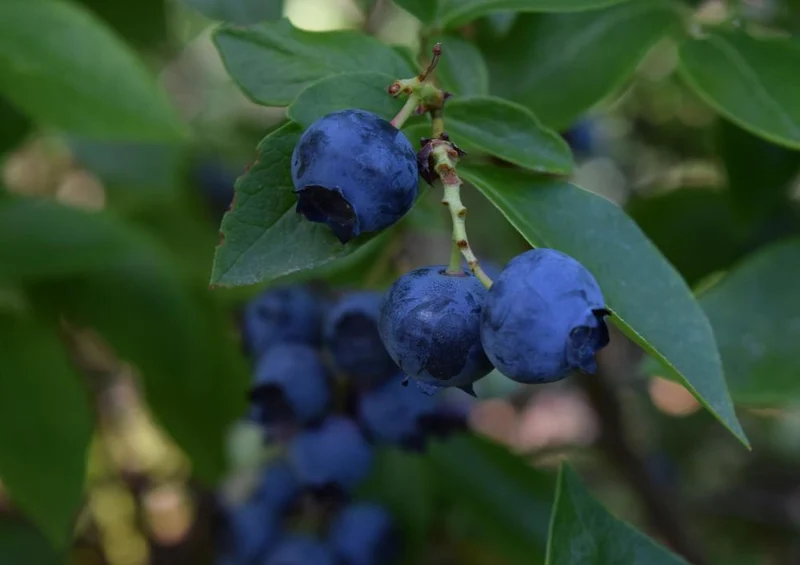 28104 Ernährung - Blaubeeren Puzzle