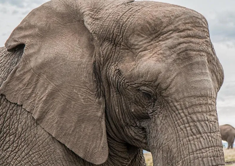 29448 Tierwelt - Elefant Puzzle