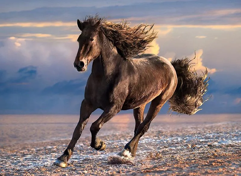 Free Horse ( Cheval en liberte)