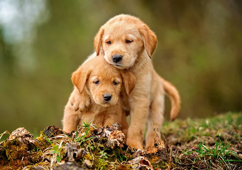 Puppy Love