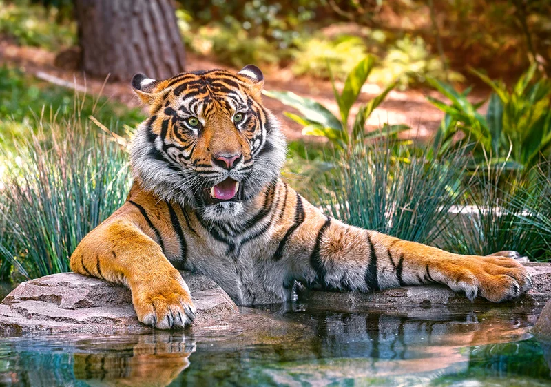 Sumatran Tiger