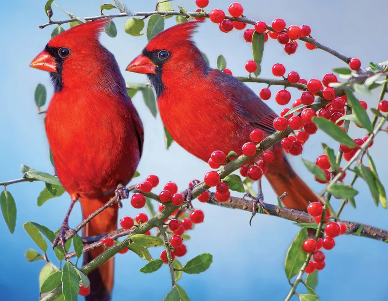 Pretty Red Cardinals