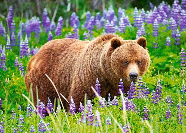 Bear on the Meadow, Jon Cornforth