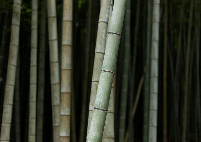 28149 Natur - Bambus Puzzle