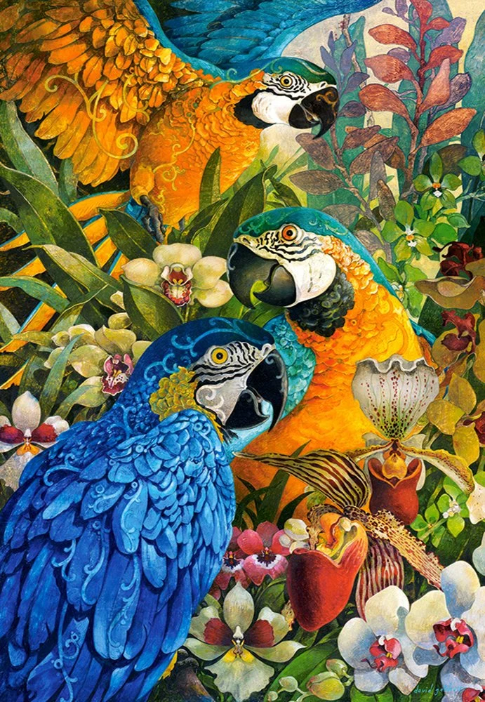 Amazon, David Galchutt