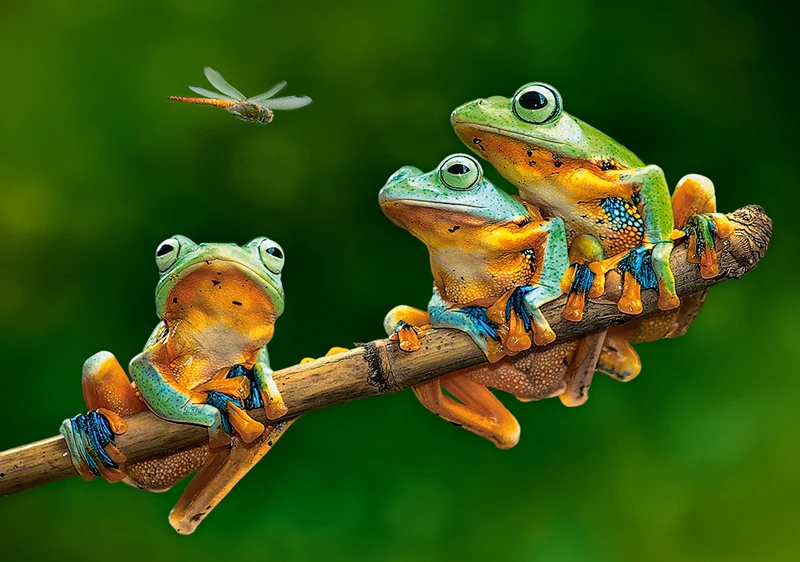The Frog Companions