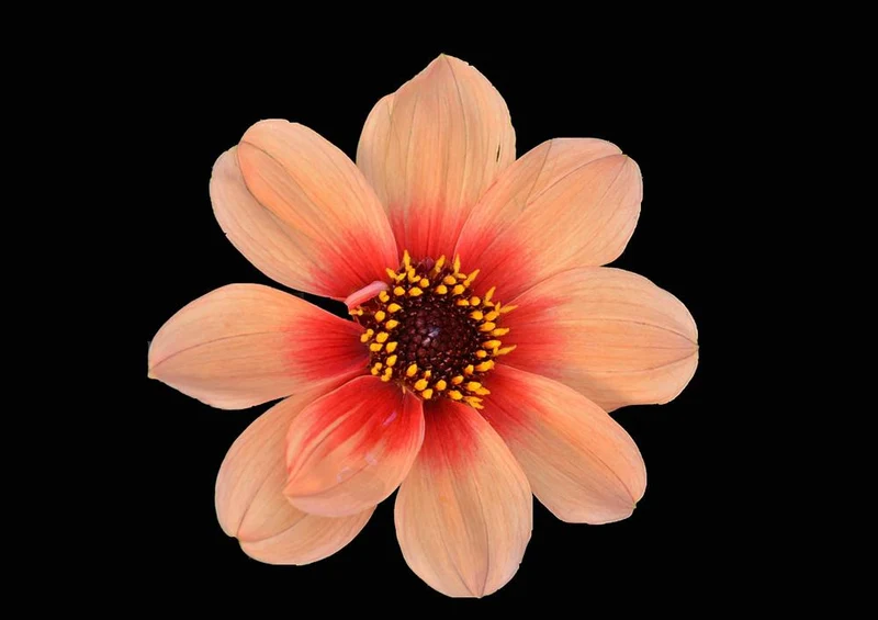 23829 Natur - Blume Puzzle