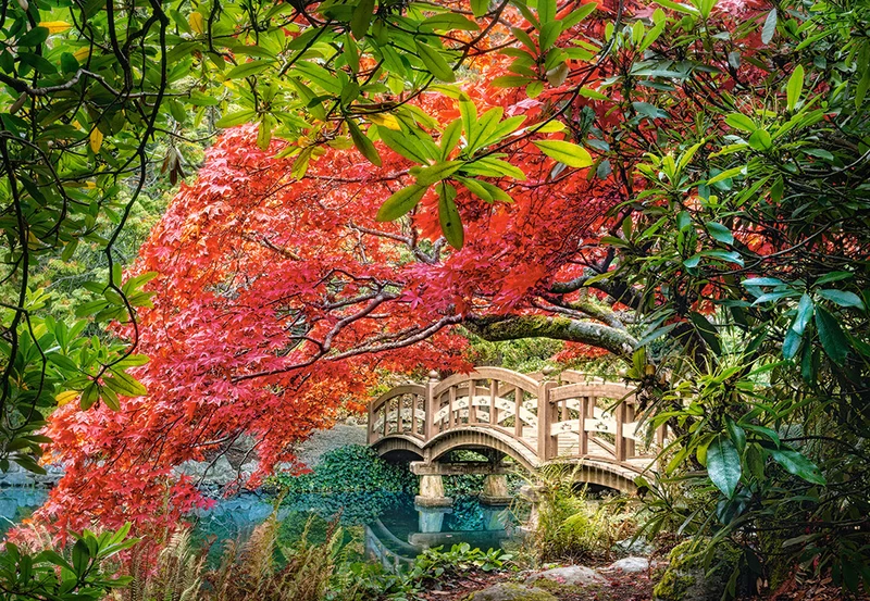 Japanese Garden, Adam Gibbs