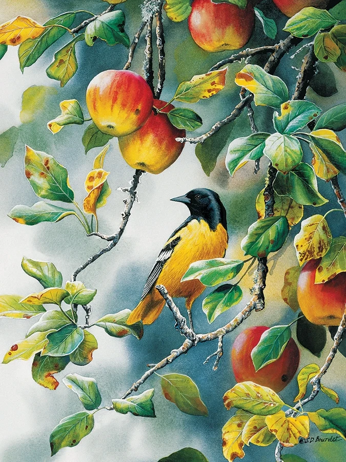 Northern Oriole, Susan Bourdet