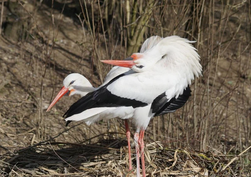 27885 Tierwelt - Storch Puzzle