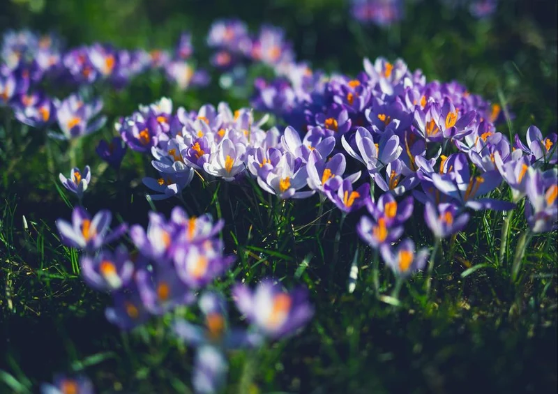 26988 Natur - Krokus Puzzle