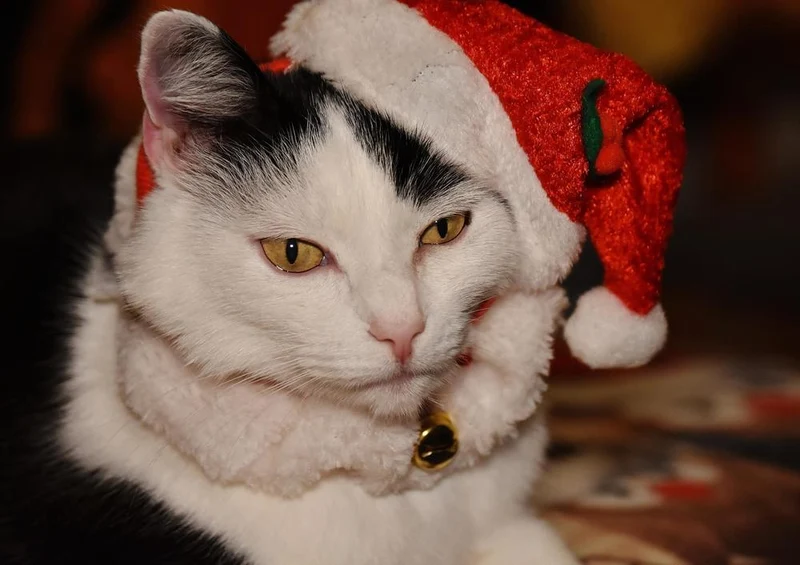 29204 Tierwelt - Weihnachts-Katze Puzzle
