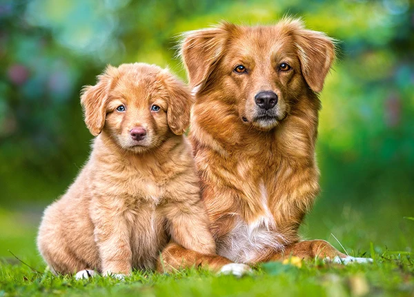 Always Together
