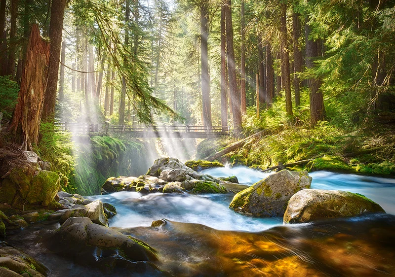 Forest Stream of Light