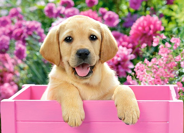 Labrador Puppy in Pink Box, Greg Cuddiford (300 Pieces)