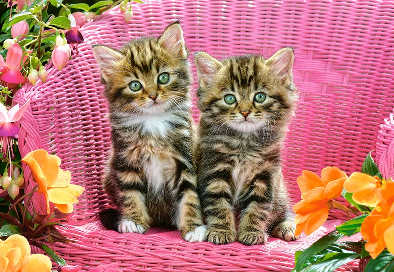 Kittens on Garden Chair, Greg Cuddiford