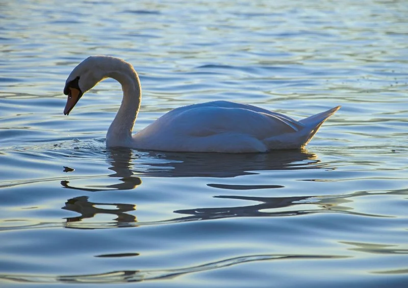18042 Tierwelt - Schwan Puzzle