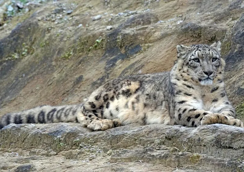18041 Tierwelt - Schnee-Leopard Puzzle