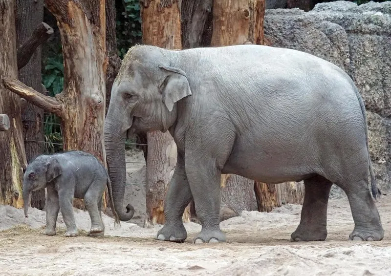 21222 Tierwelt - Elefant Puzzle
